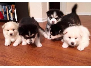 Adorable Pomsky puppies for sale.