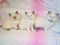 purebred-ragdoll-kittens-for-sale-small-0