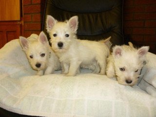 West highland terrier puppies for sale.