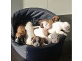 boxer-puppies-for-sale-small-0