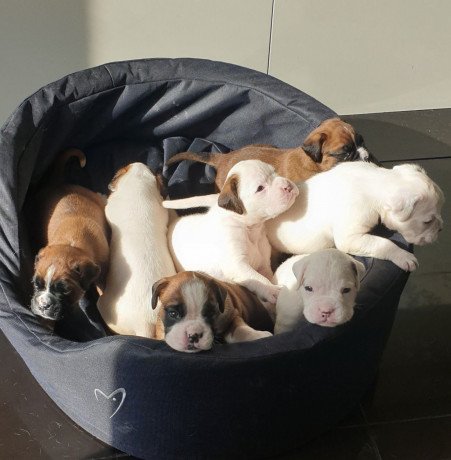 boxer-puppies-for-sale-big-0
