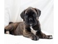 boxer-puppies-at-home-small-1