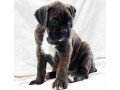 boxer-puppies-at-home-small-0