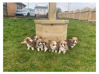 Nice and Healthy Corgi Puppies Available