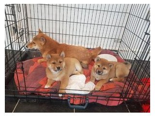 Intelligent Shiba Inu puppies for sale.