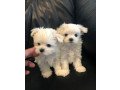 maltese-puppies-for-loving-home-small-0