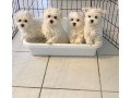 maltese-puppies-for-loving-home-small-1