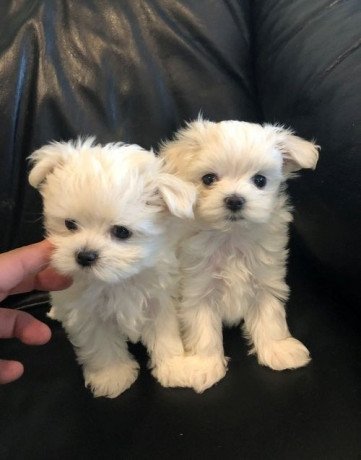 maltese-puppies-for-loving-home-big-0