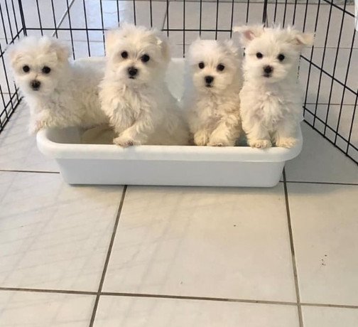 maltese-puppies-for-loving-home-big-1