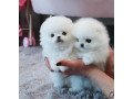 pomeranian-puppies-small-0