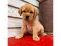 labrador-puppies-for-sale-small-2