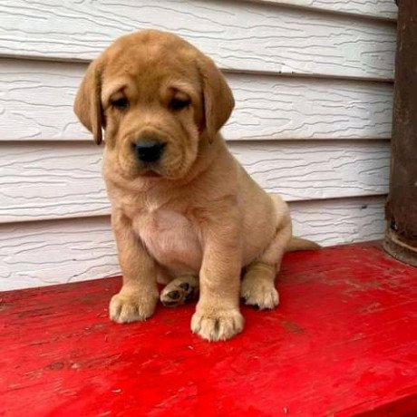 labrador-puppies-for-sale-big-1