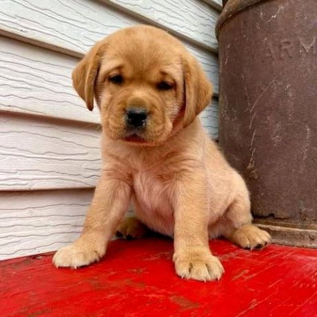 labrador-puppies-for-sale-big-2