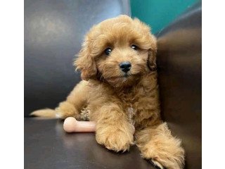 Lovely cockapoo puppies