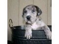 kc-reg-puppies-by-great-dane-small-0