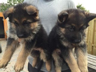 German Shepherd puppies for sale.