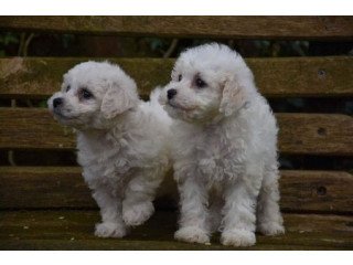 Male and female Bichon frise puppies for pet lovers.