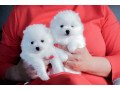 pomeranian-puppies-for-sale-small-0