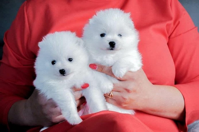 pomeranian-puppies-for-sale-big-0