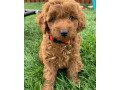 goldendoodle-puppies-for-sale-small-0