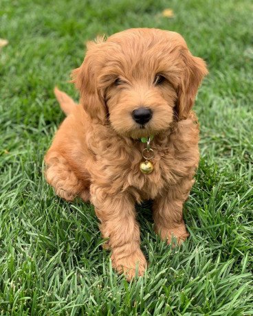 goldendoodle-puppies-for-sale-big-1