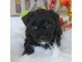 maltipoo-puppies-for-sale-small-1