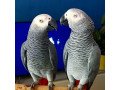 african-grey-parrots-available-for-sale-small-0