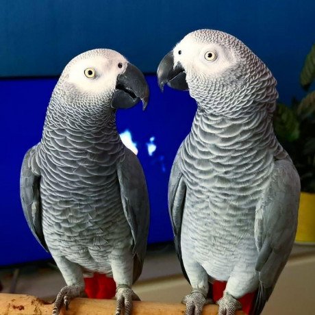 african-grey-parrots-available-for-sale-big-0
