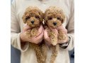 maltipoo-puppies-for-sale-small-4