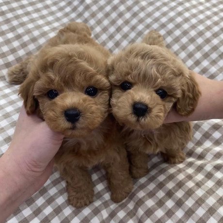 maltipoo-puppies-for-sale-big-2