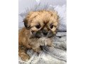 shih-tzu-puppies-for-sale-small-2