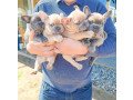 french-bulldog-puppies-for-sale-small-1