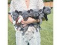french-bulldog-puppies-for-sale-small-1