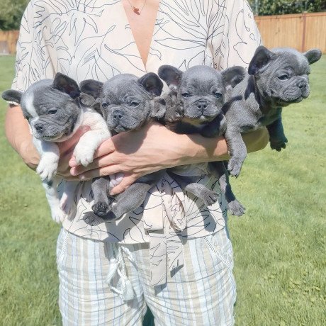 french-bulldog-puppies-for-sale-big-1