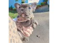 french-bulldog-puppies-for-sale-small-2