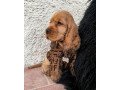 cocker-spaniel-puppies-for-sale-small-0