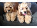 cocker-spaniel-puppies-for-sale-small-0