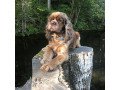cocker-spaniel-puppies-for-sale-small-1