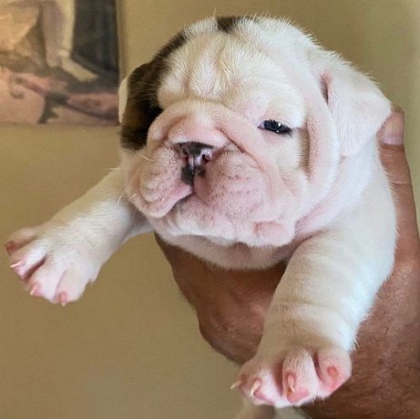 male-and-female-english-bulldog-puppies-for-sale-big-0