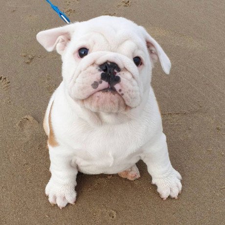 male-and-female-english-bulldog-puppies-for-sale-big-1