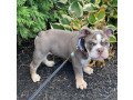 male-and-female-english-bulldog-puppies-for-sale-small-1
