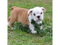male-and-female-english-bulldog-puppies-for-sale-small-2
