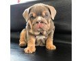 male-and-female-english-bulldog-puppies-for-sale-small-0