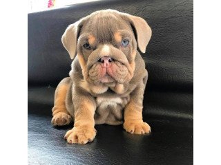 Male and female English bulldog puppies for sale