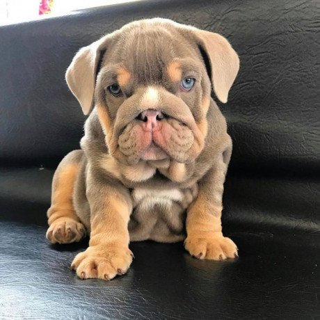 male-and-female-english-bulldog-puppies-for-sale-big-0