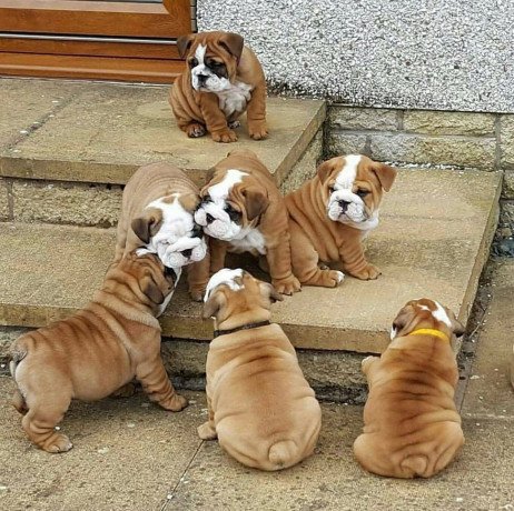 male-and-female-english-bulldog-puppies-for-sale-big-2