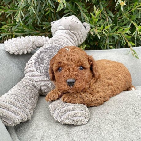toy-poodle-puppies-for-sale-big-0