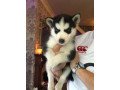 siberian-husky-puppies-for-sale-small-1