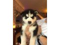 siberian-husky-puppies-for-sale-small-0