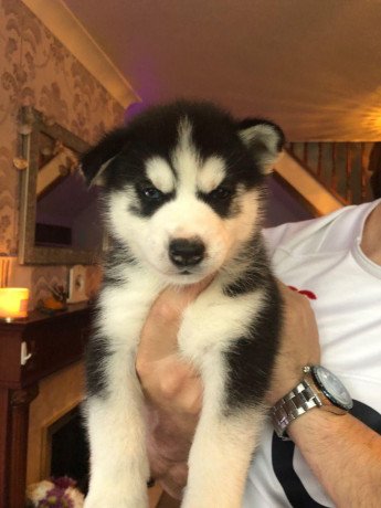 siberian-husky-puppies-for-sale-big-0